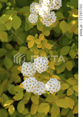 小手毬 小手毬 57265705