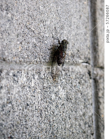 ブロックの壁にとまったツクツクボウシ(つくつく法師) ブロックの壁にとまったツクツクボウシ(つくつく法師) 57266087