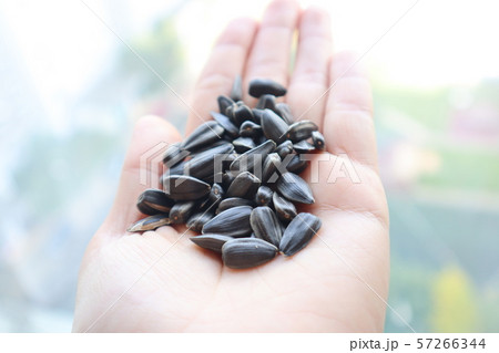 ひまわりの種 57266344