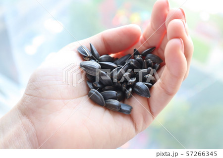 ヒマワリの種 57266345