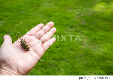 Cicada insect on woman's hand in green grass background, Close up shot Cicada insect on woman's hand in green grass background, Close up shot 57266391