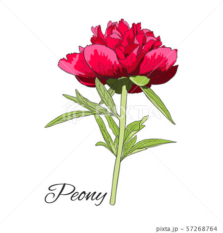 Cute colored Peony flower isolated on white. 57268764