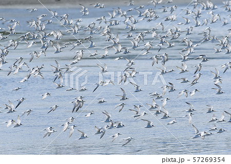 コアジサシの群飛 コアジサシの群飛 57269354
