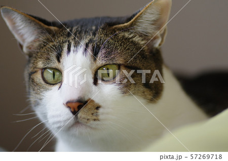 見つめる猫 見つめる猫 57269718