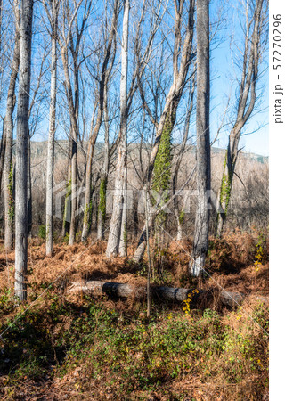Beautiful autumn landscape with yellow trees background 57270296