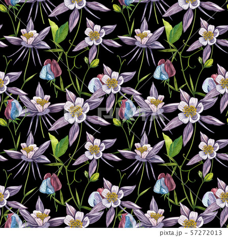 Double Columbine flowers. Seamless pattern. Collection of hand drawn flowers and plants. Watercolor Double Columbine flowers. Seamless pattern. Collection of hand drawn flowers and plants. Watercolor 57272013
