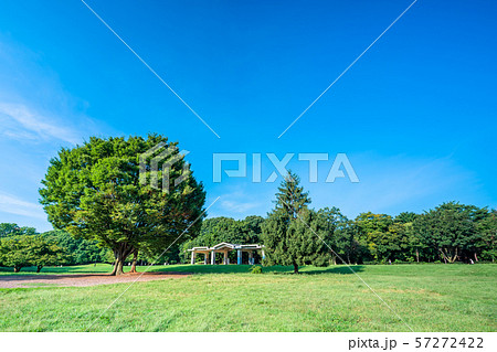 東京　夏の光が丘公園 57272422