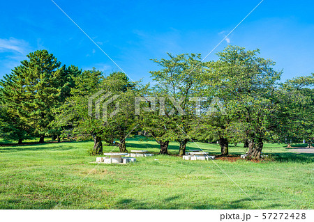 東京　夏の光が丘公園 57272428