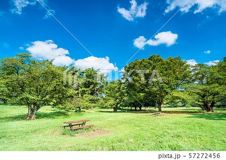 東京　夏の光が丘公園 57272456