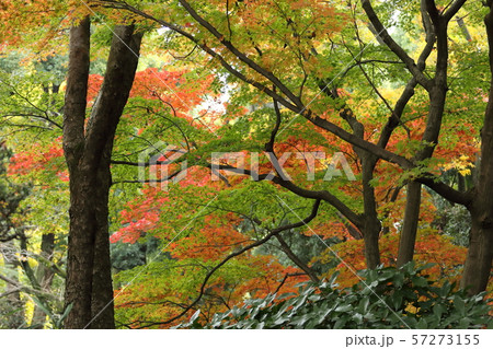 紅葉の風景 57273155