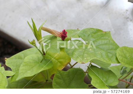 朝顔　花の終わり 57274169