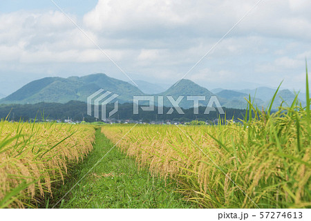 稲　米　豊作　実り　収穫　秋　 57274613