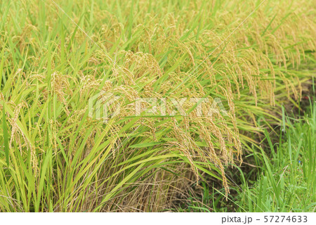 稲　米　豊作　実り　収穫　秋　 57274633
