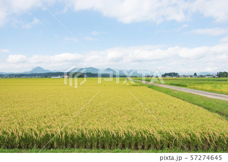 稲　米　豊作　実り　収穫　秋　 57274645