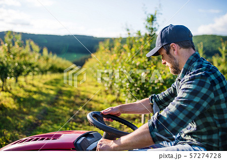 A mature farmer driving mini tractor outdoors in orchard. A mature farmer driving mini tractor outdoors in orchard. 57274728