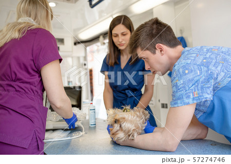 Professional pet doctors doing ultrasound scan for Professional pet doctors doing ultrasound scan for 57274746