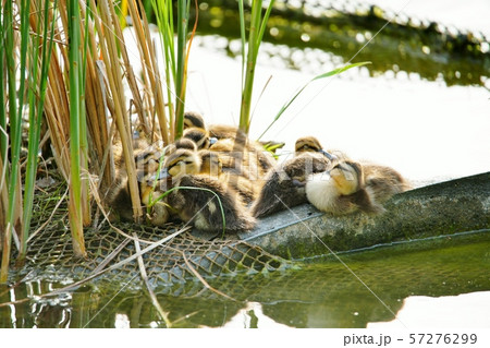 カルガモのヒナ 57276299