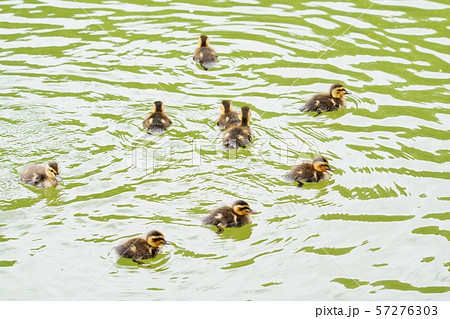 カルガモのヒナ カルガモのヒナ 57276303