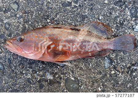 キジハタ Epinephelus akaara 57277107