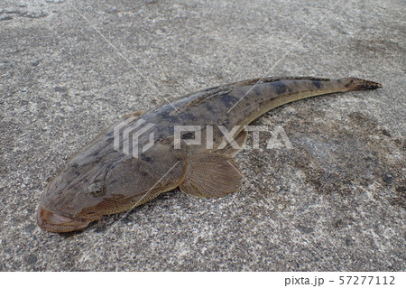 マゴチ Platycephalus sp. 57277112