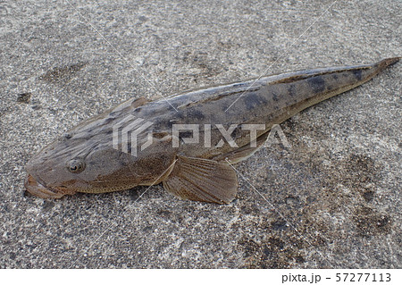 マゴチ Platycephalus sp. マゴチ Platycephalus sp. 57277113