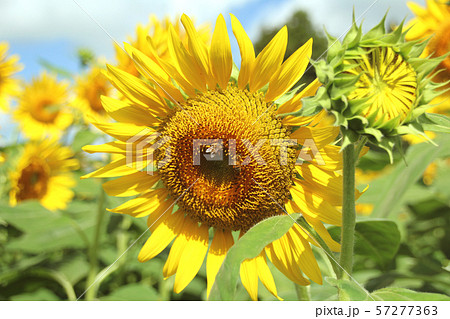 ひまわり 栃木県さくら市 ひまわり 栃木県さくら市 57277363