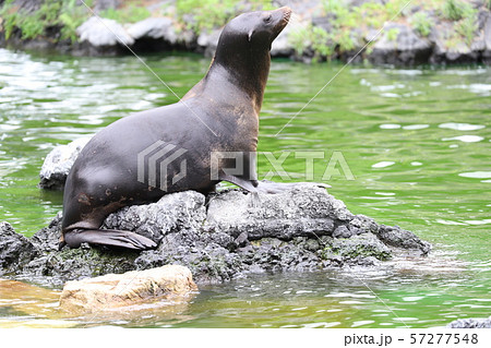 アシカ アシカ 57277548