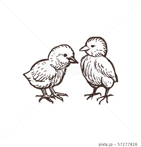 Two Cute Chickens Isolated On White Handdrawn のイラスト素材