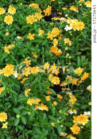 Fresh Yellow Lantana Flowers for Garden Decor Fresh Yellow Lantana Flowers for Garden Decor 57278643