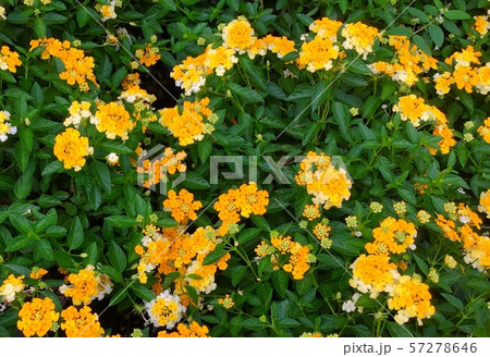 Fresh Yellow Lantana Flowers for Garden Decor Fresh Yellow Lantana Flowers for Garden Decor 57278646