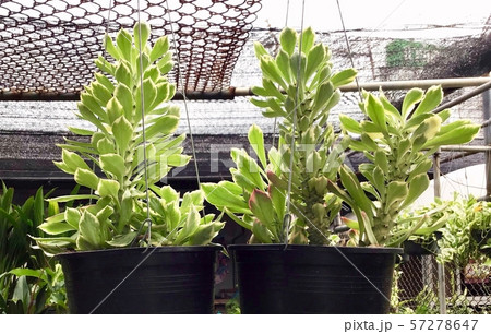 Aeonium or Houseleek Plants Hanging on The Air 57278647