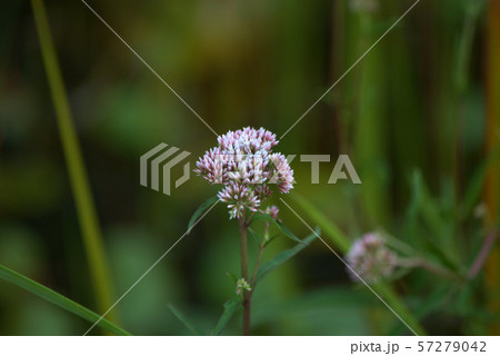 サワヒヨドリ　湿原の植物　背景 57279042