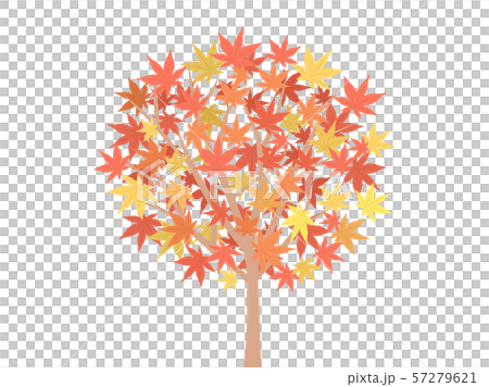 Maple tree - Stock Illustration [57279621] - PIXTA