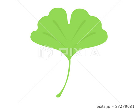 イチョウの葉 57279631