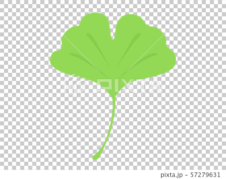 イチョウの葉 57279631