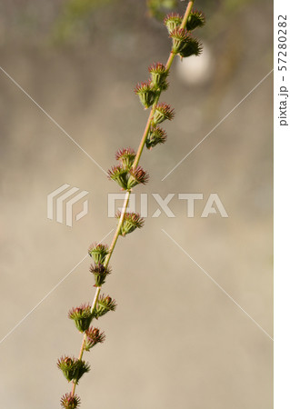 Common agrimony 57280282