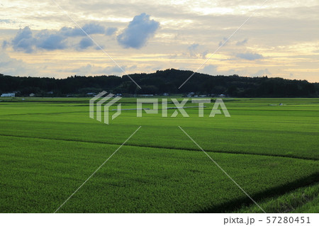 伊佐市　夕暮れの田んぼ 57280451