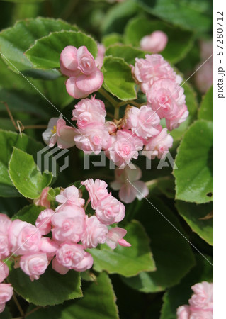 ペゴニア センパフローレンス パソタ゜プル ペゴニア センパフローレンス パソタ゜プル 57280712