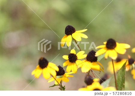 ルドベキア・タカオ 57280810