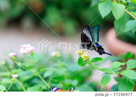 カラスアゲハ Crow Swallowtail Butterfly 多摩動物公園 昆虫園にての写真素材