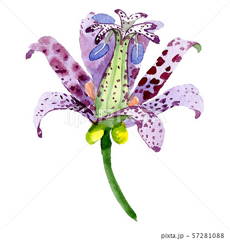 Tricyrtis hirta floral botanical flower. Watercolor background illustration set. Isolated lily 57281088