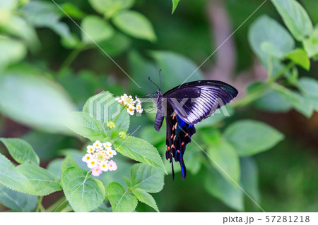 カラスアゲハ Crow Swallowtail Butterfly 多摩動物公園 昆虫園にての写真素材