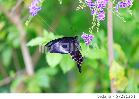 カラスアゲハ Crow Swallowtail Butterfly 多摩動物公園 昆虫園にての写真素材