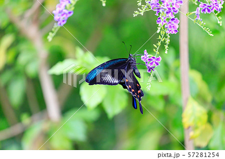 カラスアゲハ (Crow Swallowtail Butterfly) 多摩動物公園 昆虫園にて カラスアゲハ (Crow Swallowtail Butterfly) 多摩動物公園 昆虫園にて 57281254
