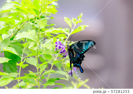 カラスアゲハ (Crow Swallowtail Butterfly) 多摩動物公園 昆虫園にて カラスアゲハ (Crow Swallowtail Butterfly) 多摩動物公園 昆虫園にて 57281255