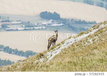 Alpine chamois (Rupicapra rupicapra), Gader Alpine chamois (Rupicapra rupicapra), Gader 57282435