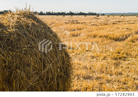 Haystack on the field after harvest. Haystack on the field after harvest. 57282903
