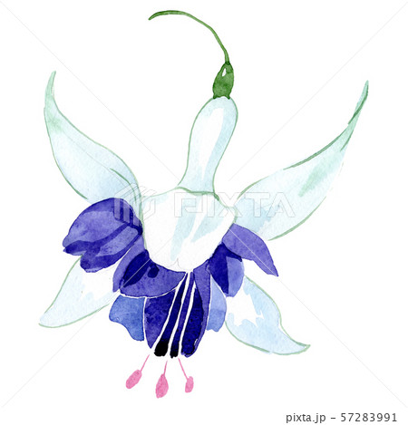 Blue fuchsia floral botanical flower. Watercolor background set. Isolated fuchsia illustration 57283991