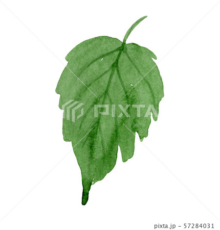 Fuchsia leaf floral botanical flower. Watercolor background set. Isolated fuch sia illustration Fuchsia leaf floral botanical flower. Watercolor background set. Isolated fuch sia illustration 57284031