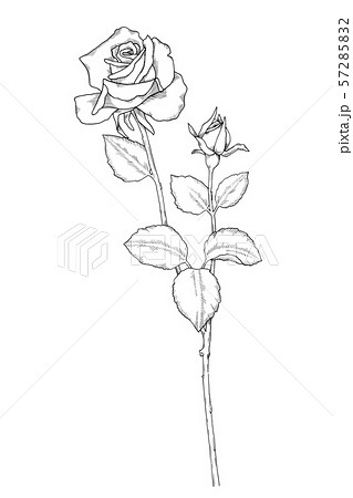 Rose deals line drawing